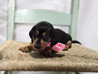 Alexia, a female Miniature Dachshund for sale in Interlaken, NY – Photo 5 of 9