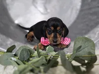 Alexia, a female Miniature Dachshund for sale in Interlaken, NY – Photo 6 of 9