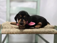 Alexia, a female Miniature Dachshund for sale in Interlaken, NY – Photo 9 of 9