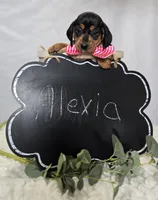 Alexia, a female Miniature Dachshund for sale in Interlaken, NY – Photo 4 of 9