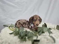 Annabell, a female Miniature Dachshund for sale in Interlaken, NY – Photo 3 of 4