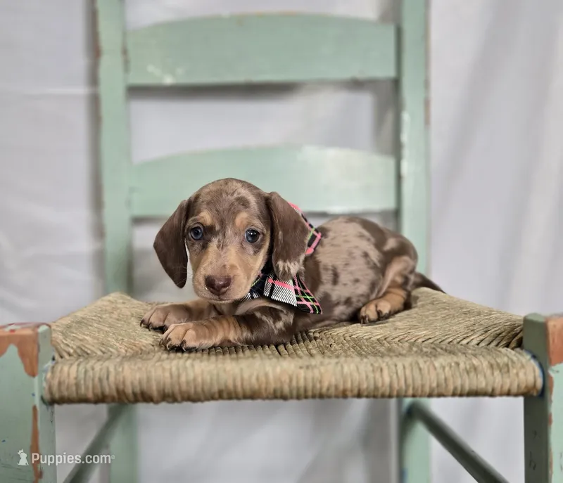 Annabell – Miniature Dachshund puppy for sale in Interlaken, NY
