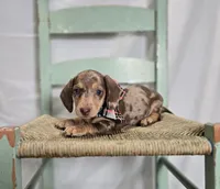 Annabell, a female Miniature Dachshund for sale in Interlaken, NY – Photo 1 of 4