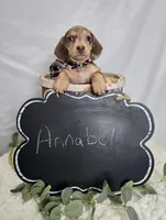 Annabell, a female Miniature Dachshund for sale in Interlaken, NY – Photo 4 of 4