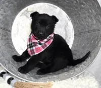 Rose, a female German Shepherd Dog for sale in Interlaken, NY – Photo 4 of 4