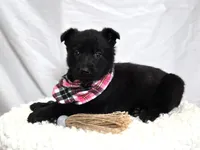 Rose, a female German Shepherd Dog for sale in Interlaken, NY – Photo 2 of 4