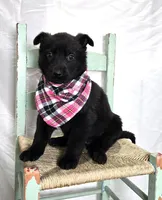 Rose, a female German Shepherd Dog for sale in Interlaken, NY – Photo 1 of 4