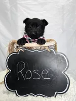 Rose, a female German Shepherd Dog for sale in Interlaken, NY – Photo 3 of 4