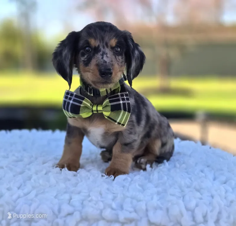 King – Miniature Dachshund puppy for sale in Interlaken, NY