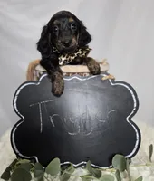 Trigger, a male Miniature Dachshund for sale in Interlaken, NY – Photo 3 of 5