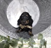 Trigger, a male Miniature Dachshund for sale in Interlaken, NY – Photo 4 of 5