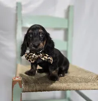 Trigger, a male Miniature Dachshund for sale in Interlaken, NY – Photo 1 of 5