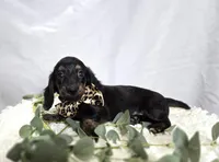 Trigger, a male Miniature Dachshund for sale in Interlaken, NY – Photo 5 of 5