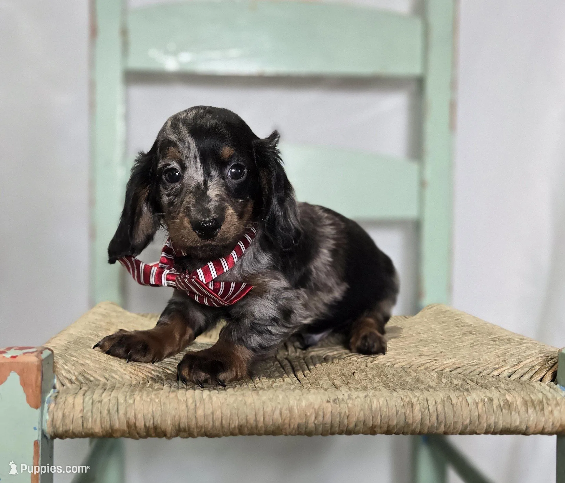 Kyle – Miniature Dachshund puppy for sale in Interlaken, NY