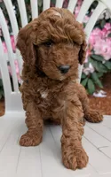 AKC Moyen Medium-Sized Poodle, a  Poodle - Standard  for sale in Silverton, OR – 4 of 9