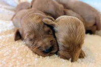 F1 Medium-Sized Goldendoodle, a  Goldendoodle and Poodle - Standard  for sale in Silverton, OR – 9 of 10