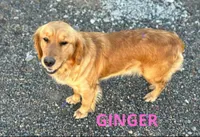 F1 Medium-Sized Goldendoodle, a  Goldendoodle and Poodle - Standard  for sale in Silverton, OR – 10 of 10
