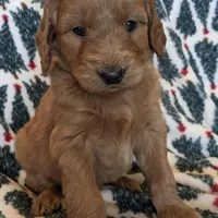 F1 Medium-Sized Goldendoodle, a  Goldendoodle and Poodle - Standard  for sale in Silverton, OR – Photo 2 of 10