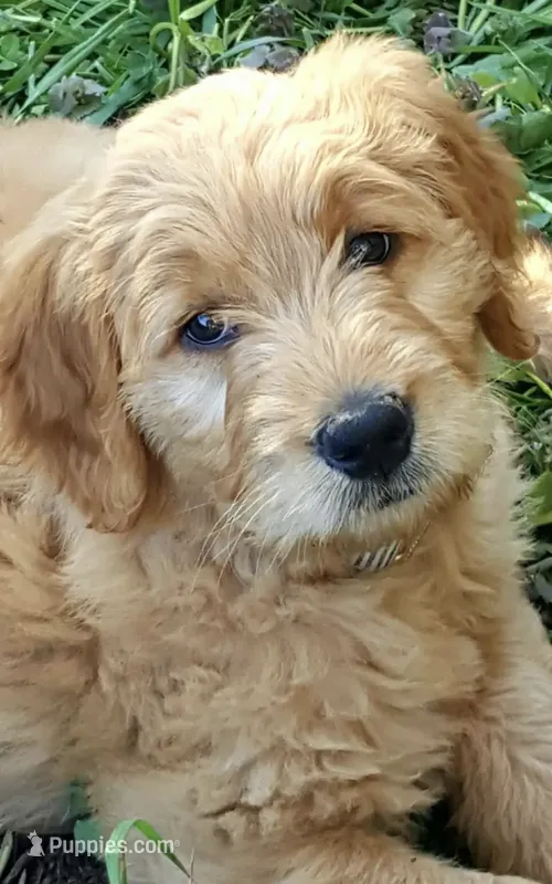 F1 Medium-Sized Goldendoodle