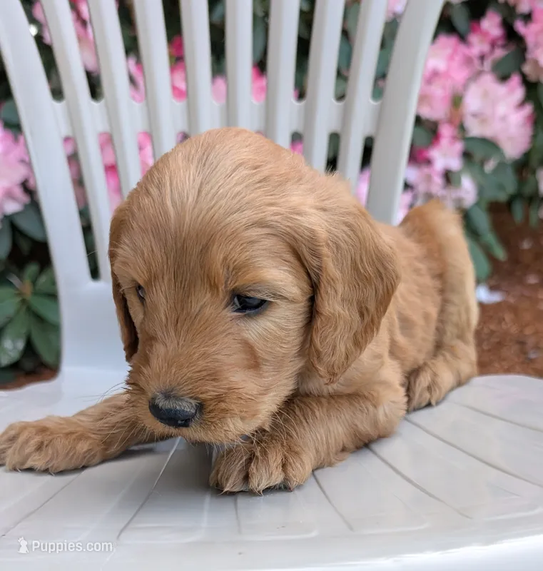 F1 Medium-Sized Goldendoodle – Poodle - Standard  puppy for sale in Silverton, OR
