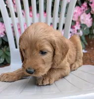 F1 Medium-Sized Goldendoodle, a  Poodle - Standard  for sale in Silverton, OR – 1 of 9