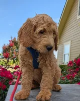F1 Medium-Sized Goldendoodle, a male Goldendoodle for sale in Silverton, OR – 10 of 10