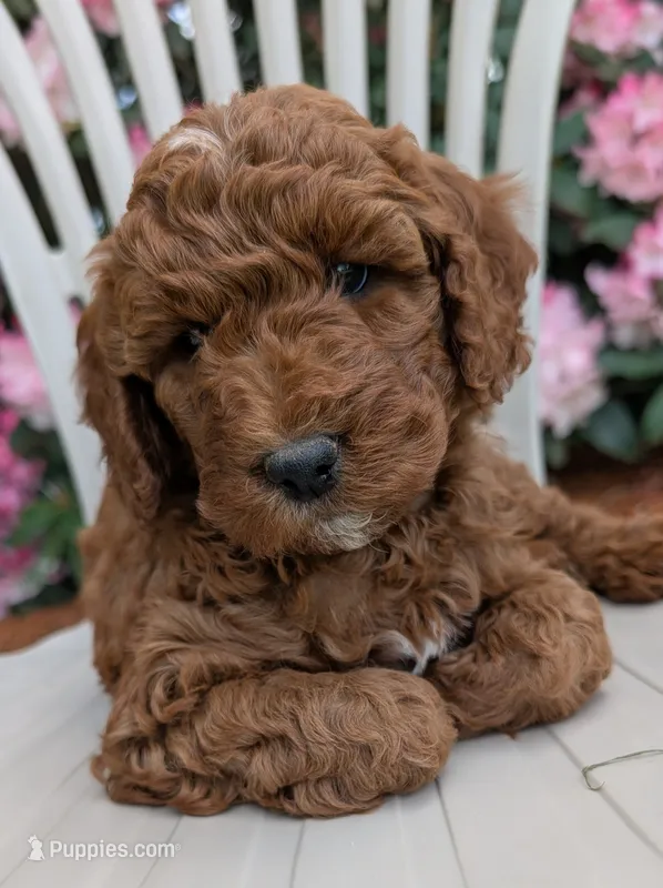 AKC Moyen Medium-Sized Poodle, a  Poodle - Standard  for sale in Silverton, OR – 1 of 9