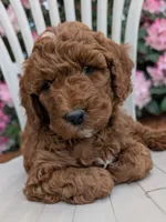 AKC Moyen Medium-Sized Poodle, a  Poodle - Standard  for sale in Silverton, OR – 1 of 9