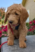 F1 Medium-Sized Goldendoodle, a male Goldendoodle for sale in Silverton, OR – 7 of 10
