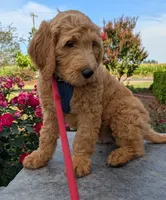 F1 Medium-Sized Goldendoodle, a male Goldendoodle for sale in Silverton, OR – 8 of 10