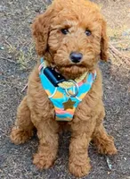 F1 Medium-Sized Goldendoodle, a  Goldendoodle and Poodle - Standard  for sale in Silverton, OR – 9 of 10