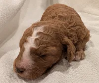 AKC Moyen Medium-Sized Poodle, a female Poodle - Standard  for sale in Silverton, OR – 10 of 10
