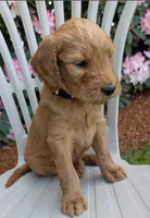 F1 Medium-Sized Goldendoodle, a  Goldendoodle and Poodle - Standard  for sale in Silverton, OR – 7 of 10