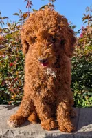 AKC Moyen (Medium Sized) Poodle, a female Poodle - Standard  for sale in Silverton, OR – 5 of 6