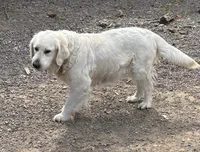 F1 Medium-Sized Goldendoodle, a  Goldendoodle and Poodle - Standard  for sale in Silverton, OR – 6 of 10