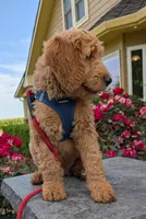 F1 Medium-Sized Goldendoodle, a male Goldendoodle for sale in Silverton, OR – 2 of 10