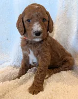 AKC Moyen(Medium Sized)Poodle, a  Poodle - Standard  for sale in Silverton, OR – 7 of 10