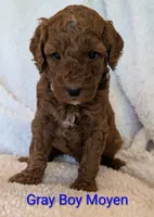 AKC Moyen(Medium Sized)Poodle, a  Poodle - Standard  for sale in Silverton, OR – 5 of 10