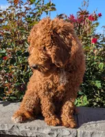 AKC Moyen (Medium Sized) Poodle, a female Poodle - Standard  for sale in Silverton, OR – 6 of 6