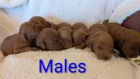 F1 Medium-Sized Goldendoodle, a male Goldendoodle and Poodle - Standard  for sale in Silverton, OR – 7 of 10