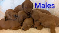 F1 Medium-Sized Goldendoodle, a male Goldendoodle and Poodle - Standard  for sale in Silverton, OR – 10 of 10