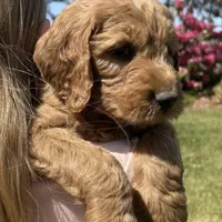 F1 Medium-Sized Goldendoodle, a  Goldendoodle and Poodle - Standard  for sale in Silverton, OR – Photo 8 of 10