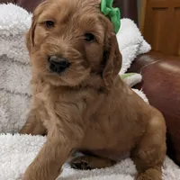 F1 Medium-Sized Goldendoodle, a  Goldendoodle and Poodle - Standard  for sale in Silverton, OR – Photo 4 of 10