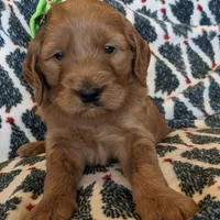 F1 Medium-Sized Goldendoodle, a  Goldendoodle and Poodle - Standard  for sale in Silverton, OR – Photo 9 of 10
