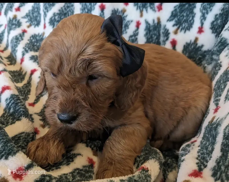 F1 Medium-Sized Goldendoodle