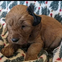 F1 Medium-Sized Goldendoodle, a  Goldendoodle and Poodle - Standard  for sale in Silverton, OR – Photo 1 of 10