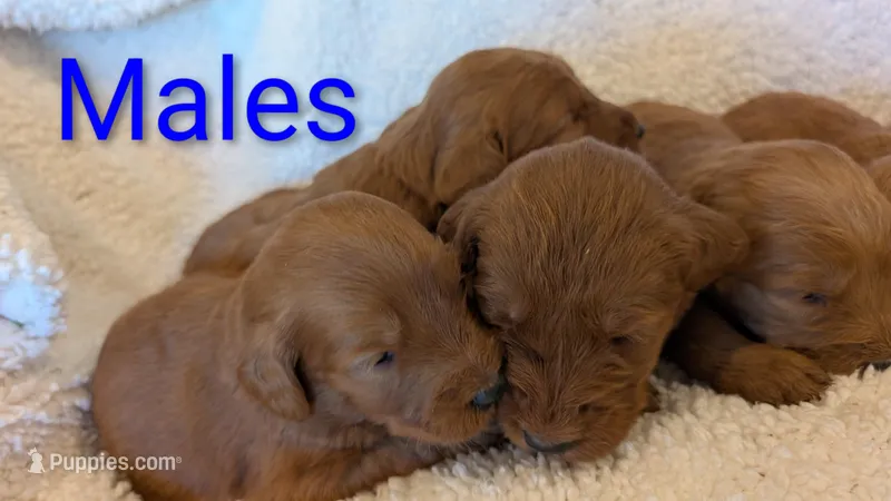 F1 Medium-Sized Goldendoodle – Goldendoodle, Poodle - Standard  puppy for sale in Silverton, OR