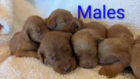 F1 Medium-Sized Goldendoodle, a male Goldendoodle and Poodle - Standard  for sale in Silverton, OR – 8 of 10