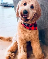 F1 Medium-Sized Goldendoodle, a  Goldendoodle and Poodle - Standard  for sale in Silverton, OR – 8 of 10