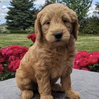 F1 Medium-Sized Goldendoodle, a male Goldendoodle and Poodle - Standard  for sale in Silverton, OR – Photo 3 of 10